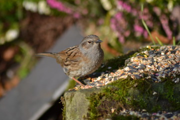 Dunnock