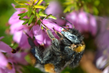 Bee on Flower