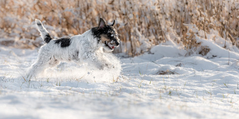 Small cute dog running in the snow in winter - Tricolor Jack Russell Terrier Hound - hair style rough, 8 years old. FCI breeding 