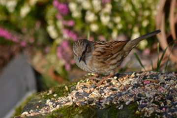 Dunnock