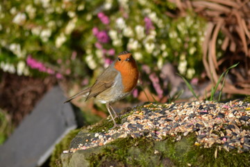 Robin