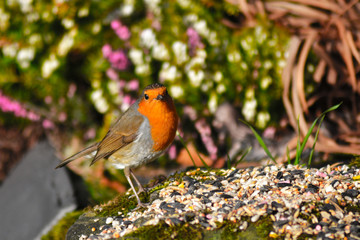 Robin