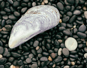 Shell on Stones