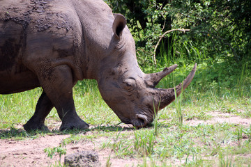 Wilde Nash&ouml;rner in Uganda Afrika