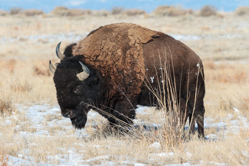 American Bison on the High Plains of Colorado