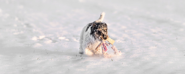 Little cute dogs actively races in the snow with a ball over the white meadow in winter - Jack...