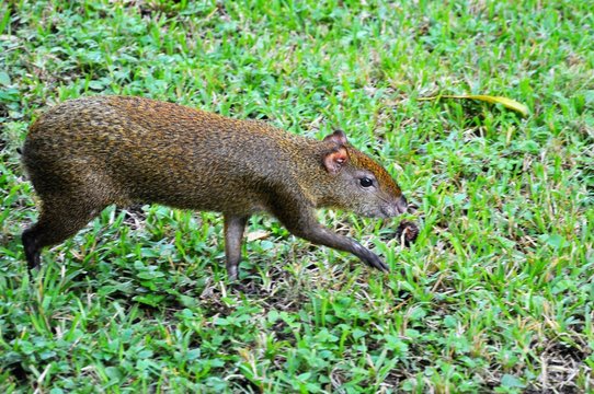 Humpbacked hare &ndash; Agouti in a green grass. The golden small animal gets on in the neighborhood with people.