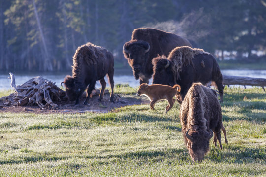 Genetically Pure American Bison - Yellowstone National Park.