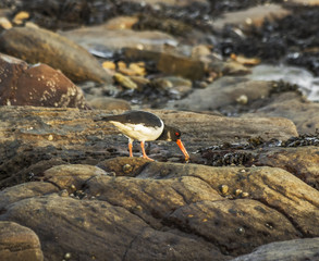 Oystercatcher feeding at low tide