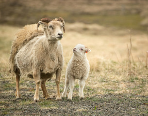 Lamb and Mom