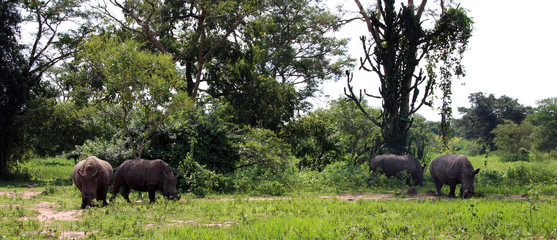 Wilde Nashörner in Uganda Afrika
