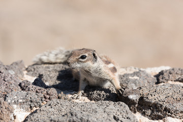 View on a ground squirrel with blurred background, funny animal with interesting posing