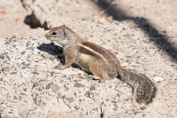 View on a ground squirrel with blurred background, funny animal with interesting posing