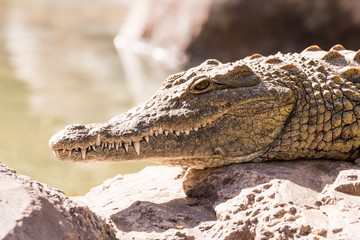View on a lazy crocodile lying on the ground - head view