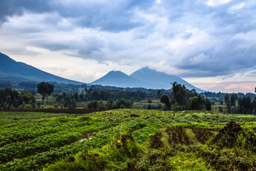 Virunga volcano national park landscape with green farmland fields in the foreground, Rwanda © vadim.nefedov