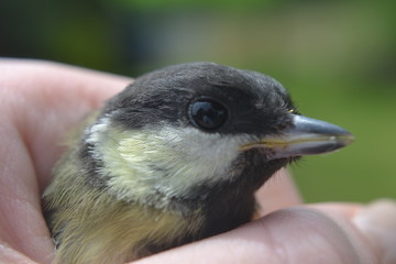 Great Tit
