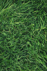 Grass on the field as a background. Agricultural composition in the summer time