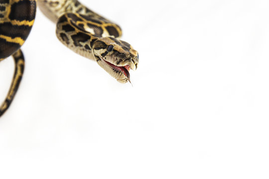 Python regius -A young ball python hanging from the corner of the image and sticking out it's tongue, with which the beautiful reptile smells its environment.A close up on white background with shadow