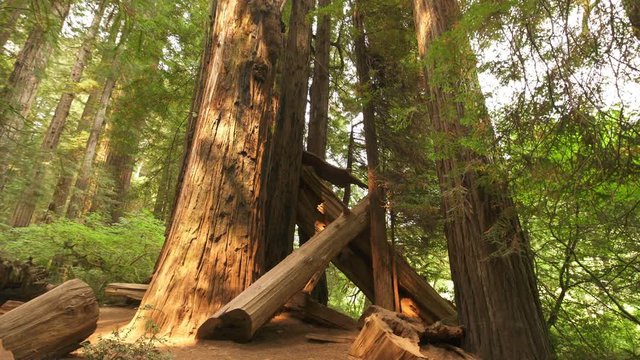 Redwood National Park Fallen Giant Trees in Rain Forest