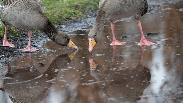 Reflet dans l'eau de l'image d'oies cendr&eacute;es, Parc de La T&ecirc;te d'Or &agrave; Lyon.