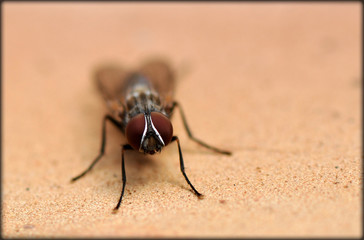 Fly