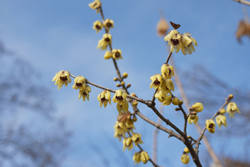 Chimonanthus praecox