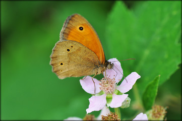 Fototapeta premium Butterfly