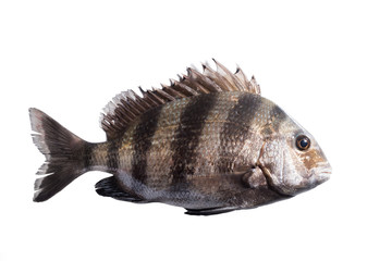 Fototapeta premium Southern sheeps head (Archosargus probatocephalus). Isolated on white background