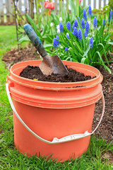 A bucket full of compost with a garden trowel in the home garden.