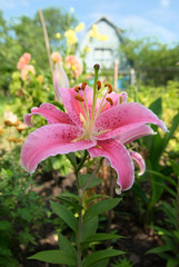 Flower lily in the garden