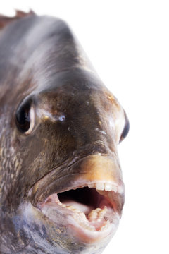 Southern sheeps head (Archosargus probatocephalus), Close-up of muzzle fish, focus on teeth. Isolated on white background
