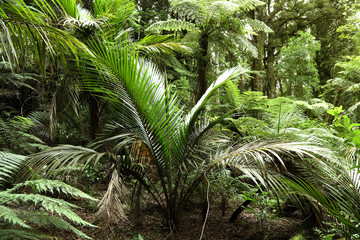 Naklejka premium Jungle