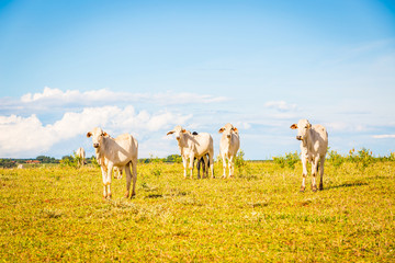 Fototapeta premium Brazilian nelore catle on pasture in Brazil's countryside.