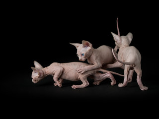 Sphynx cats