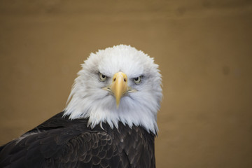Close up of bald eagle