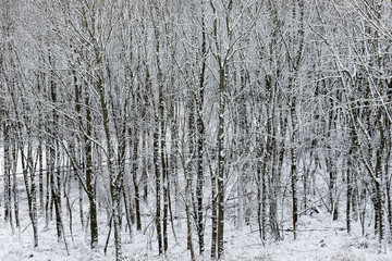 Winterwald in der Wetterau
