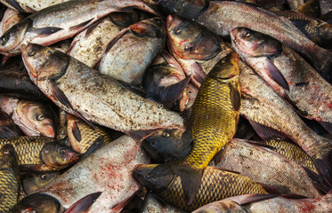 industrial fishing. illegal fishing and seafood.