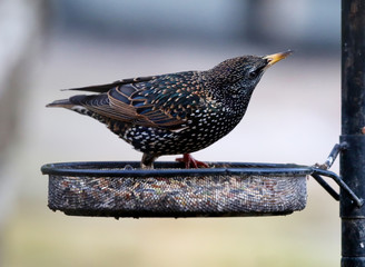 Starling