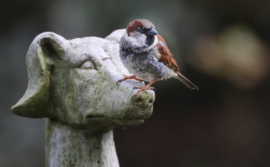 Sparrow