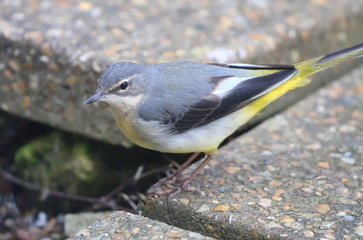 Grey Wagtail