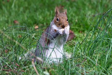 Grey Squirrel
