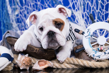 english bulldog puppy