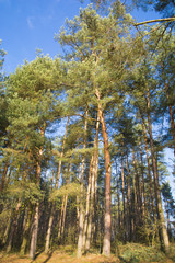 Wiosna © Zbyszek Nowak