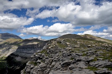 Fototapeta premium Sheeps and goats on a rocky cliff