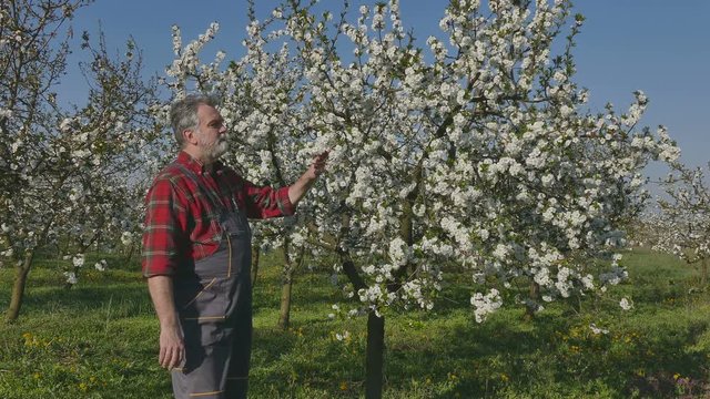 Agronomist or farmer examining blossoming cherry trees in orchard