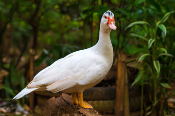 White goose looks into camera. Cute fat goose on wooden fence.