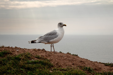 Helgolands Natur