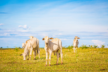 Brazilian nelore catle on pasture in Brazil's countryside.