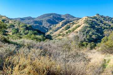 High brush on rarely use forest trail in early spring