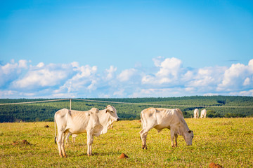 Brazilian nelore catle on pasture in Brazil's countryside.